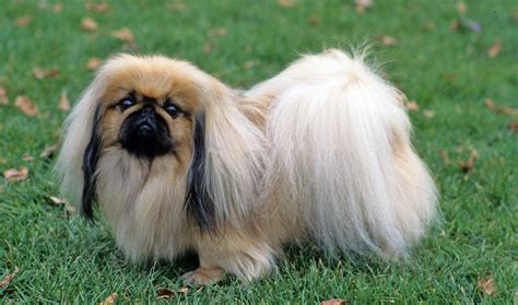 how much are dhow quality pekinese